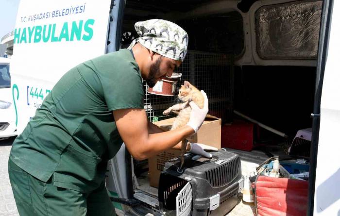 Kuşadası’nda Sahipsiz Can Dostlar Şefkatli Ellerde