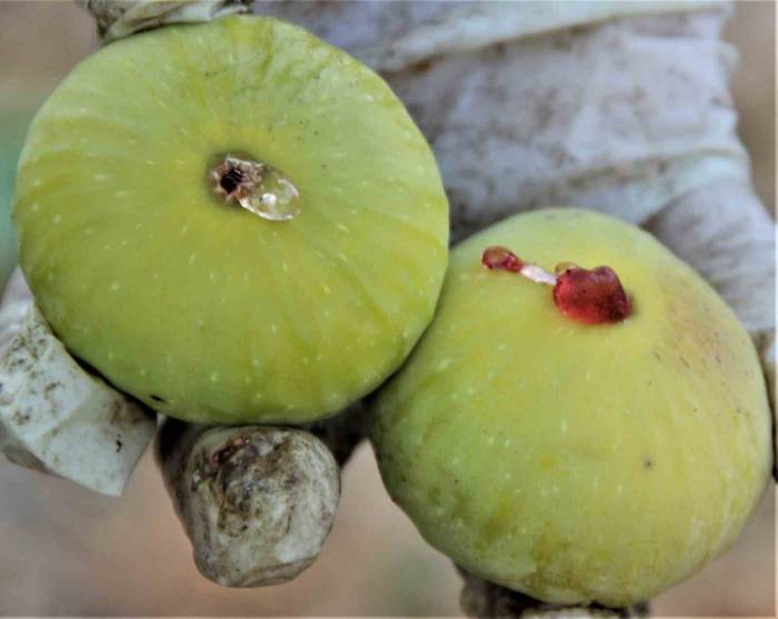 Yediveren İnciri Altın Yılını Yaşıyor