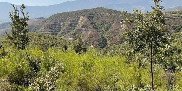 Yanan Alanlar 3.yılında Yeşermeye Devam Ediyor