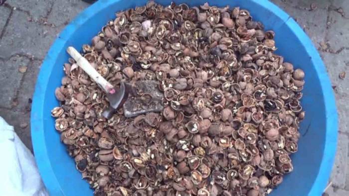 Siirt’in Ücra Mahallelerinde Yaşayan Kadınlar, Ceviz Kırarak Para Karşılığı Aile Bütçelerine Katkıda Bulunuyor