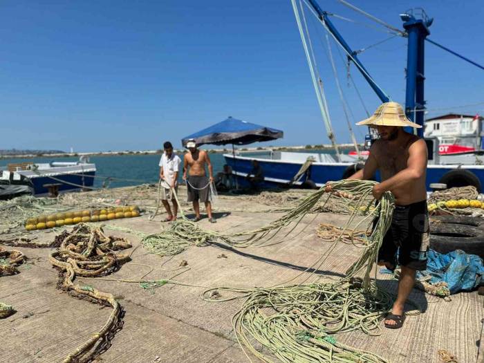 ’bu Sene Denizde Mezgit Ve Hamsi Var’