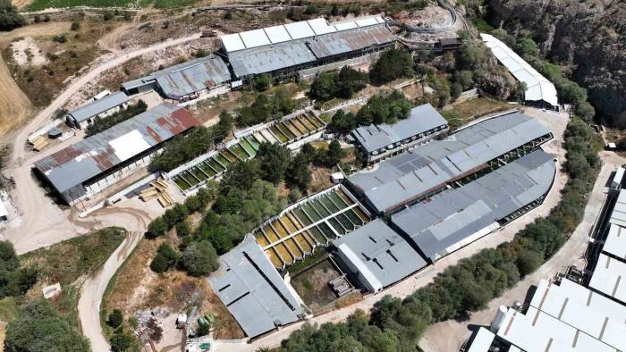 Denizi Olmayan Kayseri’de 250 Milyon Alabalık Yavrusu Üretiliyor