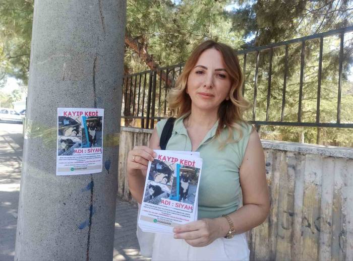 Selma Öğretmen, Kaybolan Kedisini Arıyor