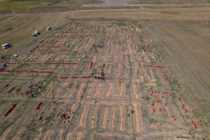 Soğanın Başkenti Polatlı’da Yazlık Sökümünde Sona Gelindi