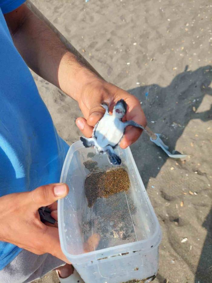 Yaralı Yavru Yeşil Deniz Kaplumbağası Tedavi Altına Alındı