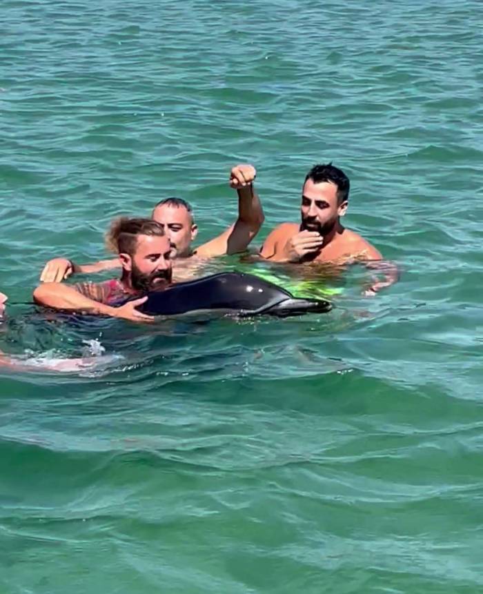 Menekşe Sahili’nde Kıyıya Vuran Yunus Cankurtaran Ekipleri Tarafından Kurtarıldı