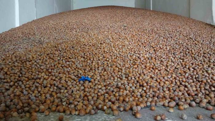 Türkiye, Son 10 Yılda Fındık İhracatından 20 Milyar Doların Üzerinde Döviz Girdisi Sağladı