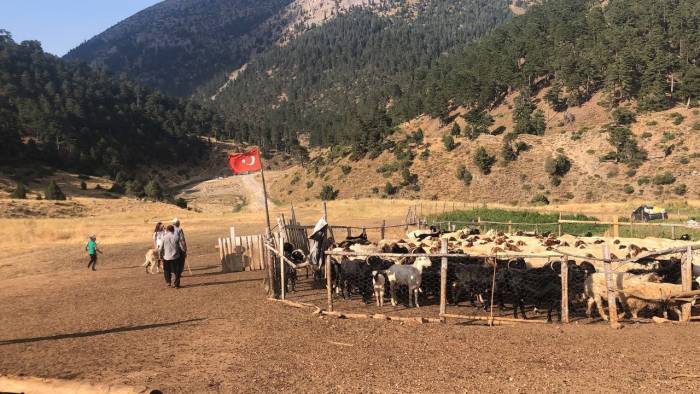 Göçerler 15-20 Bin Lira Maaşla Çoban Bulamıyor
