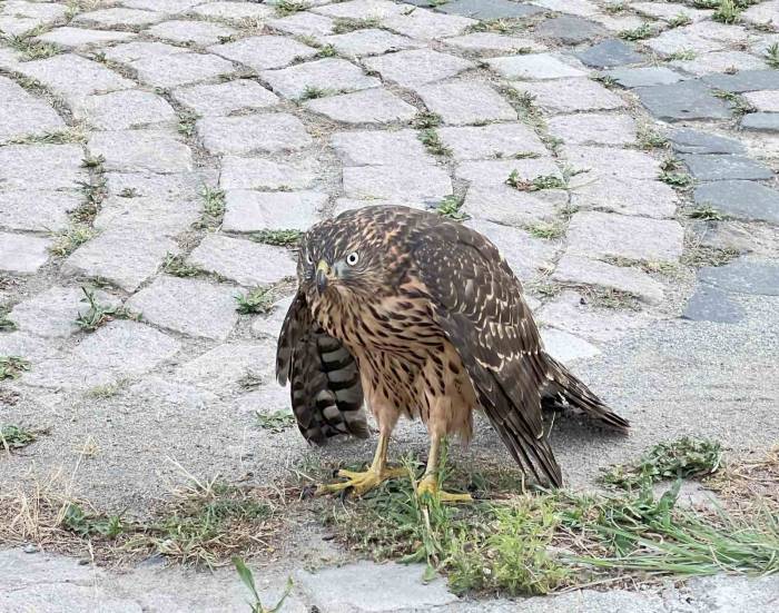 Artvin’de Yaralı Atmaca Tedavisi İçin Milli Parklar Yetkililerine Teslim Edildi