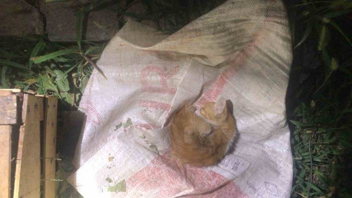 İkizlerin Duyarlılığı Kediyi Hayata Bağladı