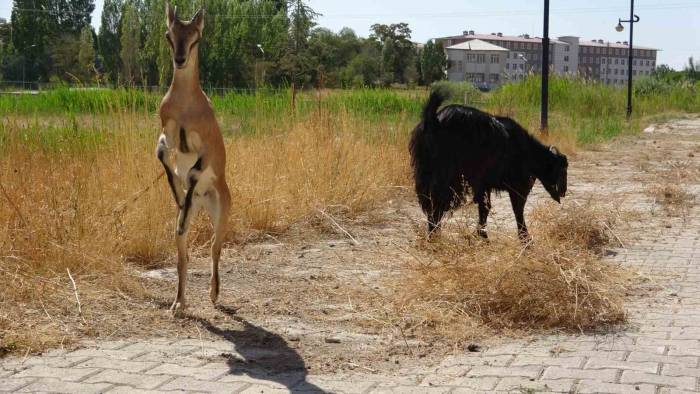Yavru Yaban Keçisi Süt Annesinden Ayrılıyor