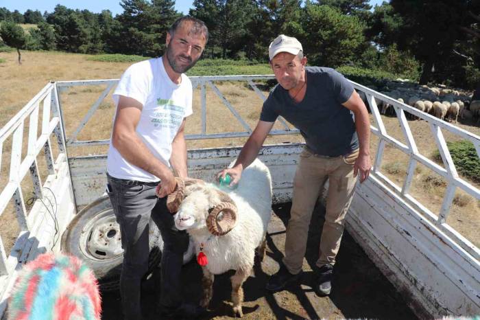Karakaya Koçlarını Damat Gibi Süsledi, Koyun Sürüsüne Dahil Etti