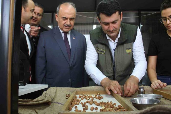 Tmo Ordu’da Fındık Alımlarına Başladı: İlk Fındık 90 Liradan Satıldı