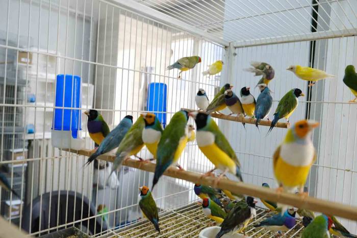 Aşırı Sıcaklarda Egzotik Kuşlar Günde 2 Kez Banyo Yaptırılıyor