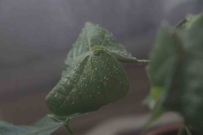 Sıcak Hava Ve Nem Beyazsinek Popülasyonunu Arttırdı