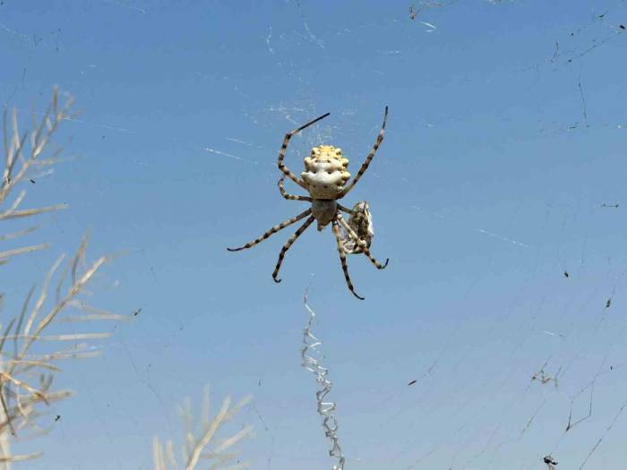 Örümceği Görünce Tarlasına Girmeye Korkar Oldu