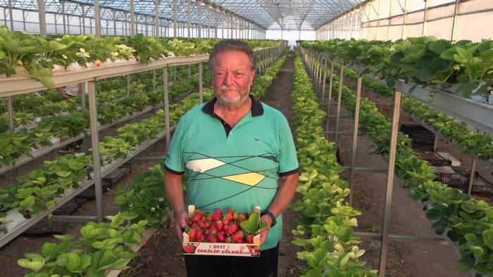 Memleketinde Sera Kurdu: Ektiği Topraksız Çilek İle Yüksek Rekolte Yakaladı