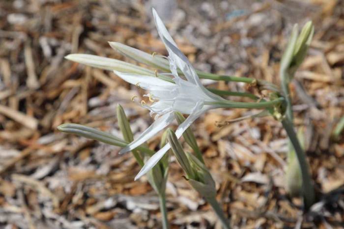 Bu Çiçeği Koparmanın Cezası 244 Bin 315 Liradan Başlıyor