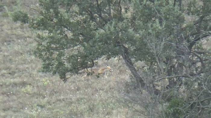 Aç Kalan Tilki Köye İndi