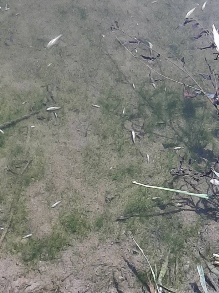 Bosna’da Toplu Balık Ölümleri