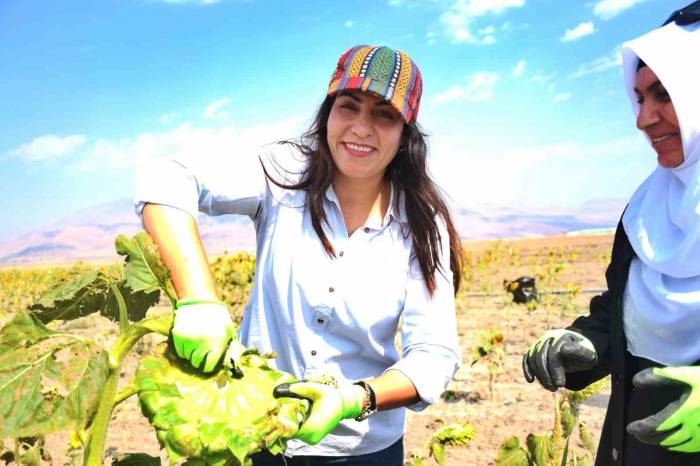 Doğubayazıt’ta Kadınların Üretim Yaptığı Tarlalarda Hasat Başladı