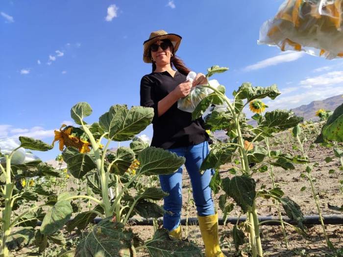 Kadınların İlk Emekleri Dalından Koparılmaya Başlandı
