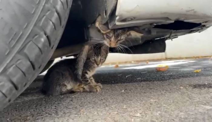 Güngören’de Araç Motoruna Sıkışan Kedi Kurtarıldı