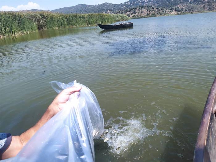 Aydın’da 934 Bin Sazan Suyla Buluştu