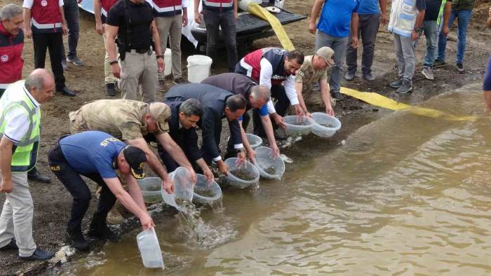 Bingöl’de 1 Milyon Yavru Sazan Baraj Ve Göletlere Bırakıldı