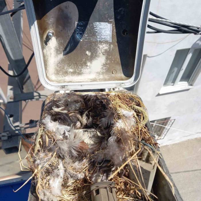 Sokak Lambasına Yuva Yapan Kuş Ekipleri Şaşkına Çevirdi