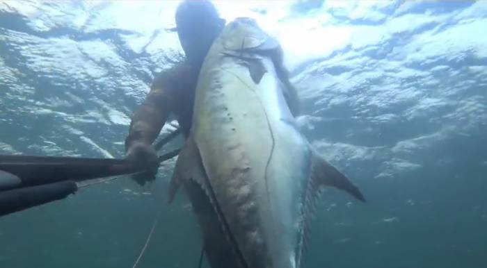 Zıpkınla 30 Kiloluk İki Tane Liça Avladılar