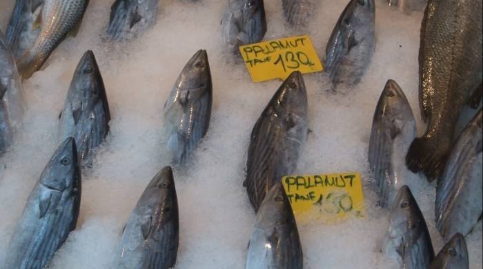 Türkiye Deniz Canlıları Kurucusu Balcı, “Palamut’un Mevsimi Başlıyor 9’uncu Ay Palamut Mevsimi Demektir”