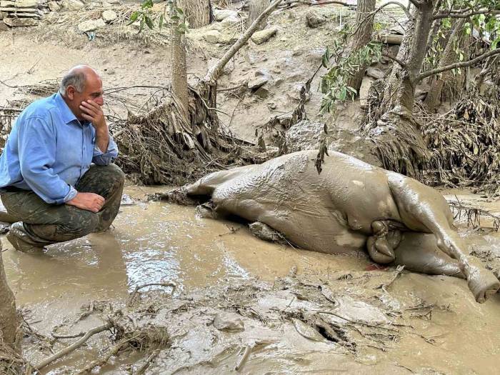 Yüksekova’da Sel Felaketi: Telef Olan Atının Başından Ayrılamadı
