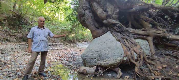 Kökleriyle 2 Tonluk Kayayı Askıda Tutuyor