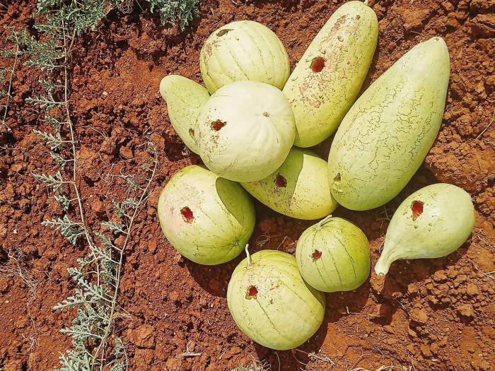 Hasat İçin Bostana Giden Üreticiler Büyük Şok Yaşadı, Delinmedik Karpuz Kalmadı