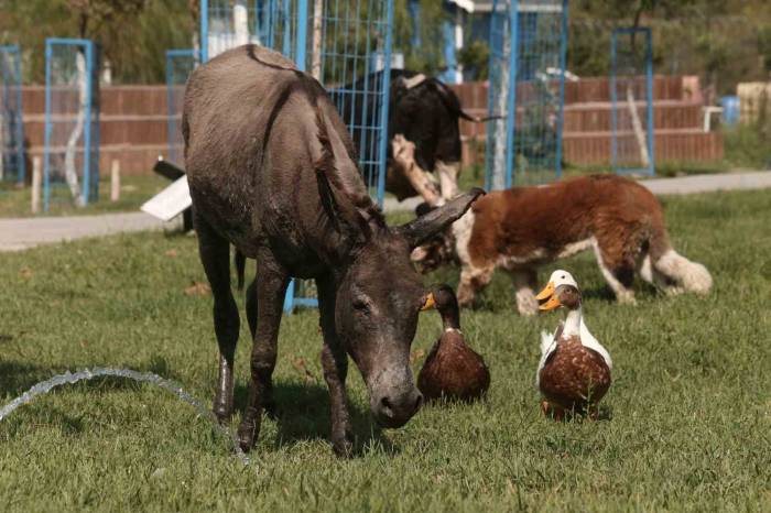 Çanakkale’deki Yangında Kurtarılan Eşek Emekliliğe Ayrıldı
