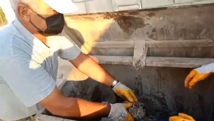 Çöpe Atılan Kaplumbağayı Belediye Personeli Kurtardı