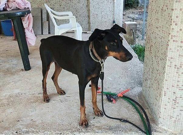 Tina’nın Sır Dolu Tasması