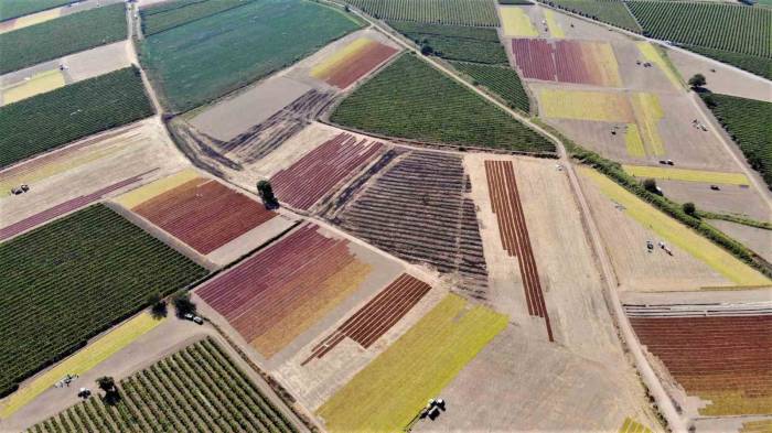 Manisa Ovası’nda Renk Cümbüşü