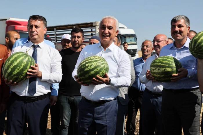 Muş’ta Karpuz Hasadından 1 Milyar 200 Milyon Lira Gelir Bekleniyor