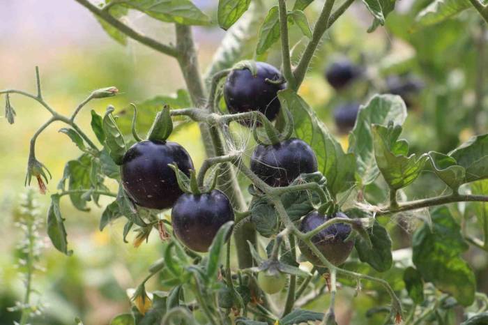 İsrail’e İnat Ürettiği Ata Tohumlarını Ücretsiz Dağıtıyor