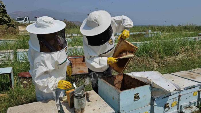 Aydın’da Kadınlar Arıcılık Mesleğinde De Söz Sahibi Olmaya Başladı
