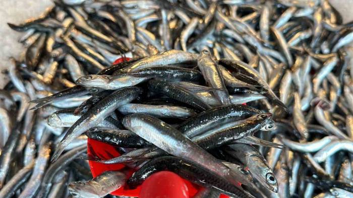 Taze Balık Tezgaha İndi