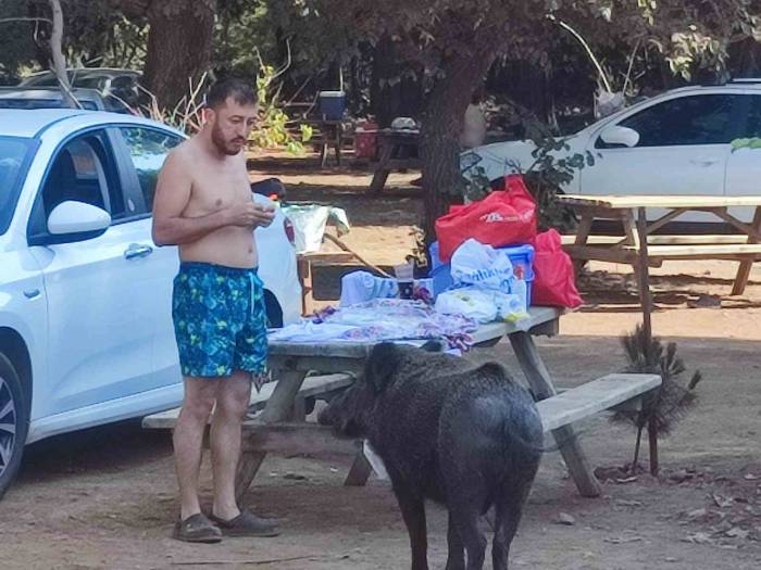 Milli Parkta Tatilciler Domuzları Elleriyle Besliyor