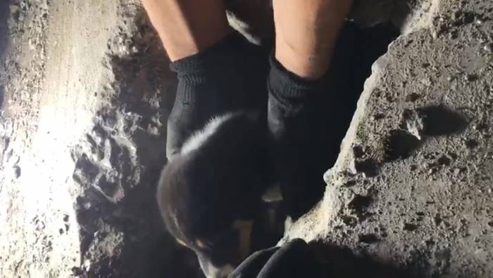 Yaramaz Yavru Köpek, Darbeli Matkapla Kurtarıldı