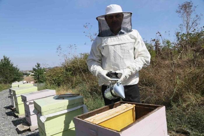 Büyükçekmece’de İlk Bal Hasadı Gerçekleşti