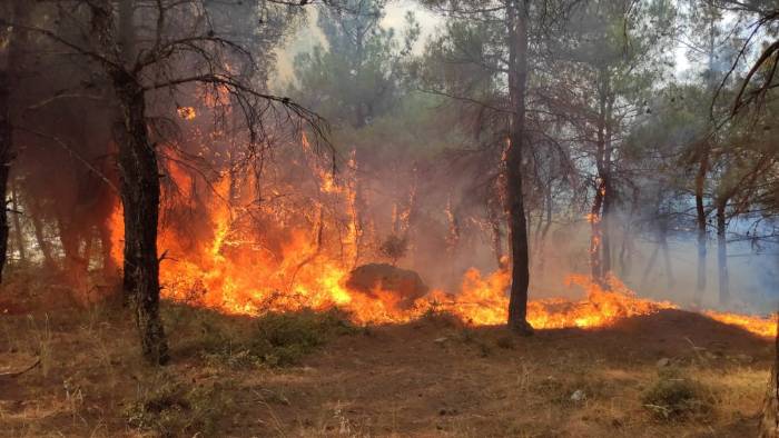 Edirne’de Çıkan Orman Yangını Kontrol Altına Alındı
