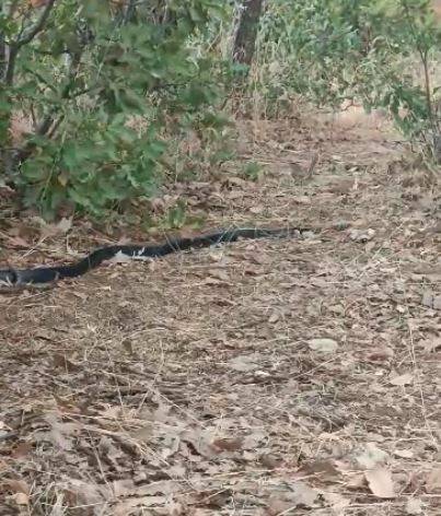 Anne Kuş Yuvasına Girmek İsteyen Yılanın Dikkatini Böyle Dağıttı
