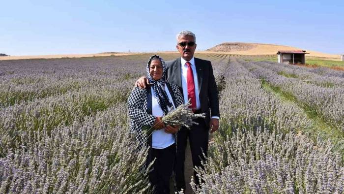 Ekonomisine Can Kattı: Kadın Girişimci Devletten Aldığı Destekle Lavanta Yetiştiriyor