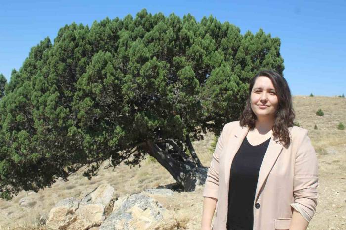 700 Yaşındaki Ağaç Tescillendi